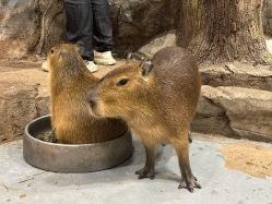 -Zoolung Zoolung动物主题公园(海信广场店)