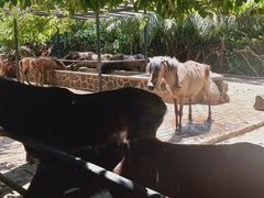 -海南热带野生动植物园