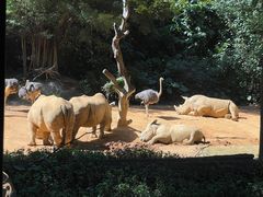 -广州长隆野生动物世界