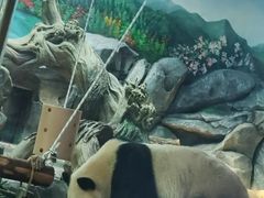 -武汉动物园
