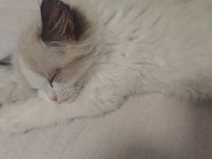 -中农国际动物医院24小时·猫科·骨科·急重症中心