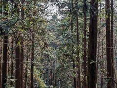 -冶父山国家森林公园