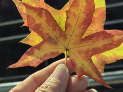 -满堂·烤鸭店·北京菜(鼓楼店)