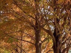 -大埔公路-马料水段香港中文大学(公交站)