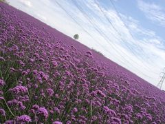 -紫颐香薰山谷景区