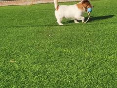 -北京京卫宠物寄养训练中心