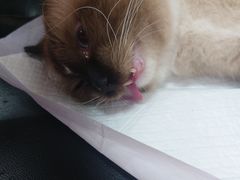 -瑞派天宁宠物医院·猫科·异宠中心