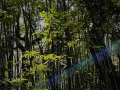 -鸡枕山