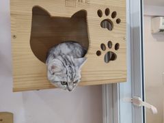 -猫咪派对(江南西店)