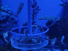 -上海海洋水族馆