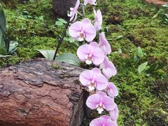 -国家植物园南园