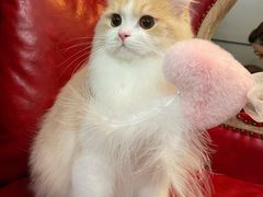 -猫大福·Fortune Cat猫舍(百子湾店)