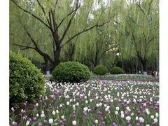 -朝阳公园