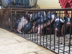 -黄记四更烤乳猪店