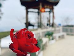 -黄埔油麻山森林公园