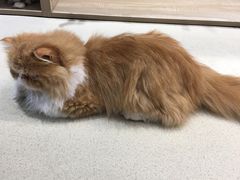 -藏猫猫咖啡主题馆(中央大道店)