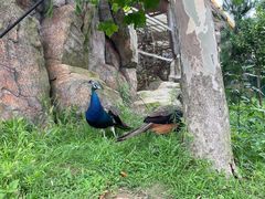 -西霞口神雕山野生动物世界