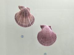-青岛贝壳博物馆