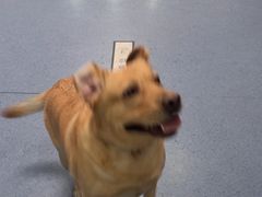 -顺强宠物诊所·狂犬免疫·夜诊·骨科(嘉定店)
