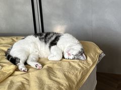 -达爱动物医院·犬猫分区·CT·复杂眼科(远洋山水分院)