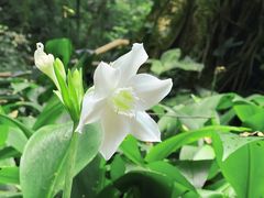 -莫里热带雨林景区