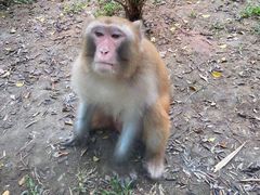 -深圳野生动物园