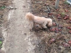 -马陆小张葡萄园农家乐