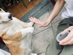 -柯斗斗主题餐厅·狗咖·围炉煮茶·茶饮(国瑞升平里店)