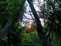 -东莞植物园