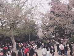 -武汉大学-樱园