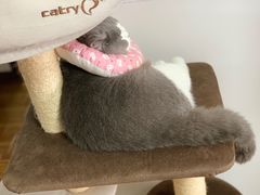 -联合动物医院(光谷诊疗中心)