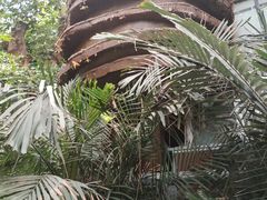 -北京呀路古热带植物园