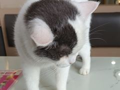 -喵园·猫主题咖啡厅·撸猫·猫咖(国贸店)