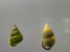 -青岛贝壳博物馆