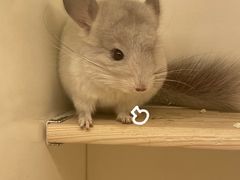 -龙猫仔乐园(惠福东路店)