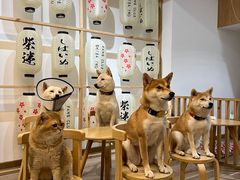-柴迷FANS CLUB·柴犬狗咖·猫咖