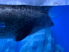 -多彩贵州城极地海洋世界