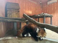 -深圳野生动物园