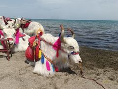 -青海湖国家重点风景名胜区