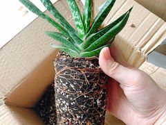 -中环花鸟鱼虫市场