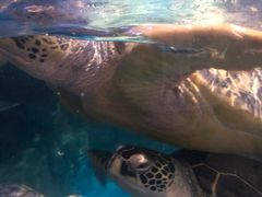 -烟台海昌鲸鲨海洋公园