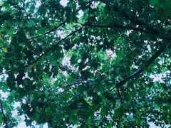 -沪小胖小龙虾(淮海中路旗舰店)