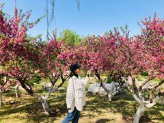 -燕郊植物园