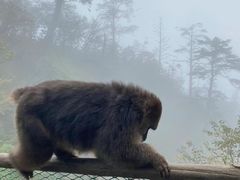 -峨眉山风景名胜区