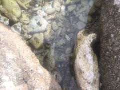-蜈支洲岛珊瑚酒店临海阁中餐厅