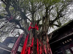 -青城山