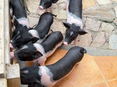 -HERRE·FARM 赫尔露营农场·团建聚会包场