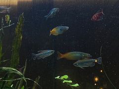 -懒鱼时光馆(沙坪坝店)