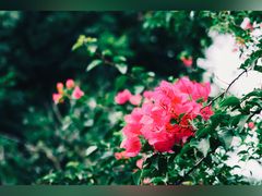 -福建鲤鱼洲酒店