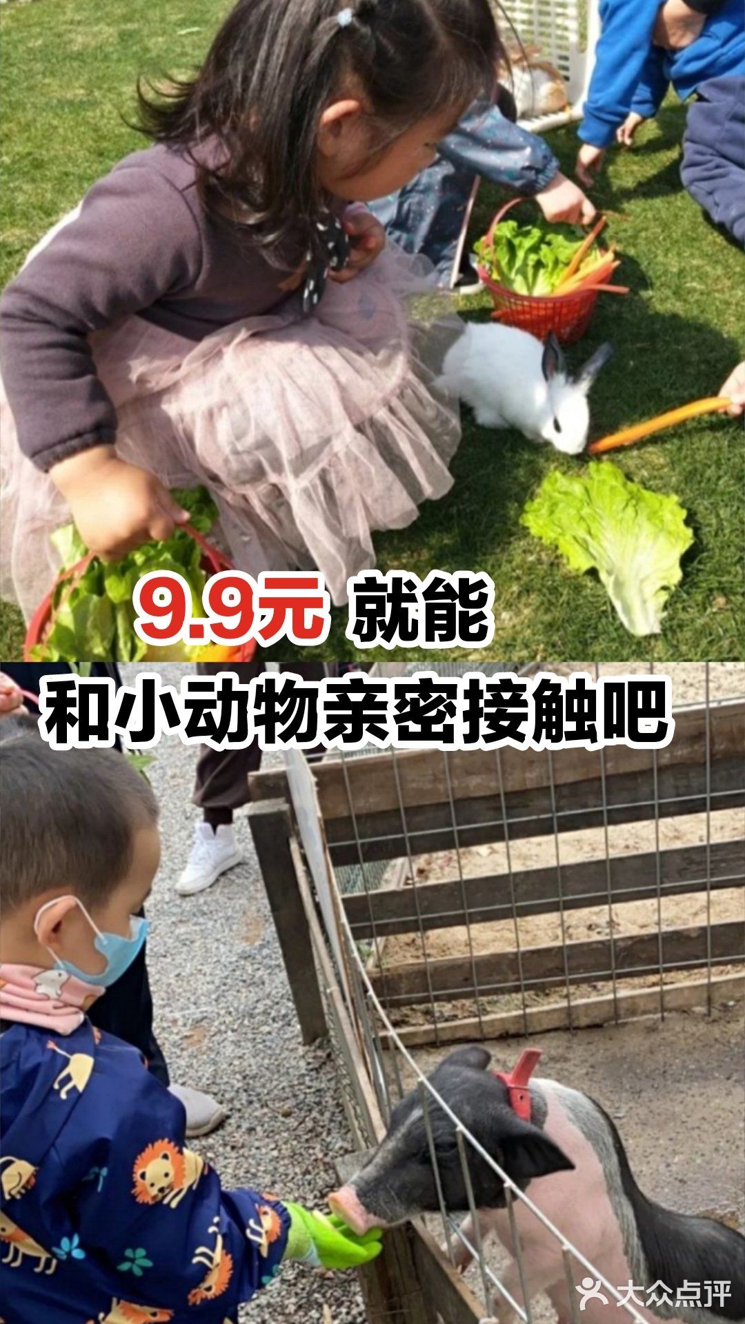 9.9元就能和小动物亲密接触